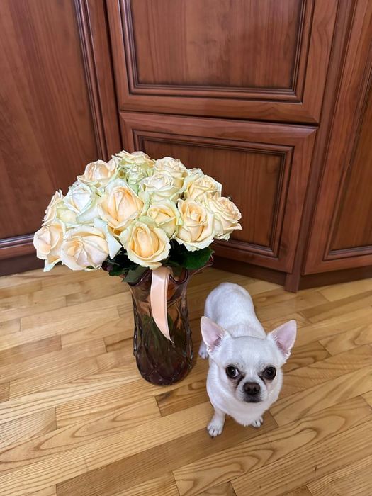 Вʼязка чіхуахуа хлопчик