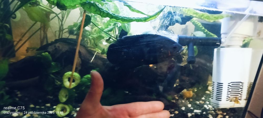 Rybki pawie oka oscary