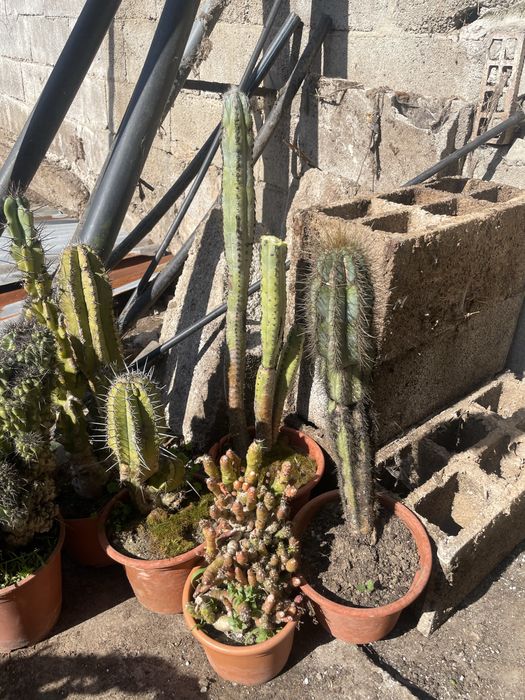 Cactos conjunto varios