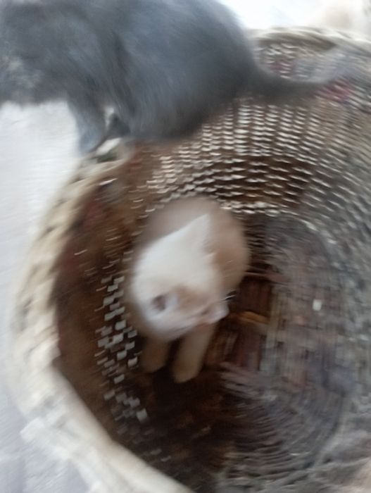ВІддам.  Котенят