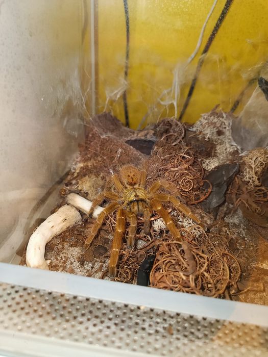 Ptasznik Pterinochilus murinus