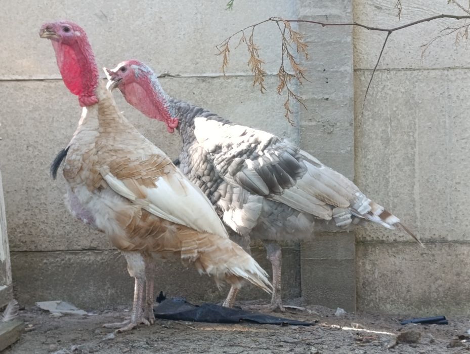 Продам Індика на вибір