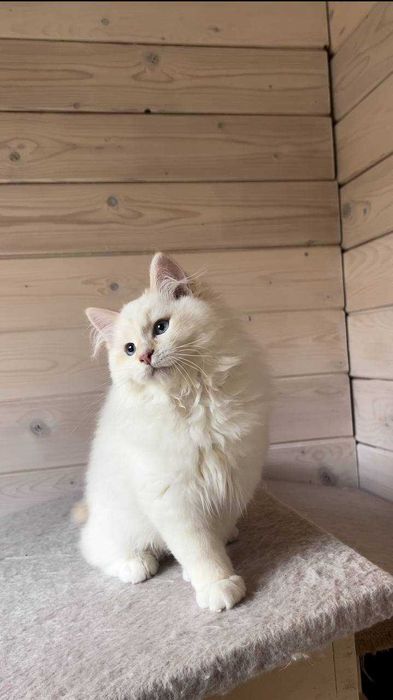 Хлопчик Фелікс порода Невська Маскарадна