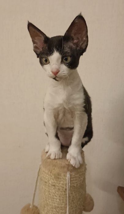 Дівчинка девон-рекс