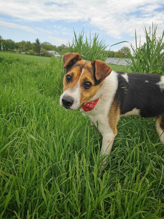 Rio - trikolorowy przystojniak poleca się do adopcji.