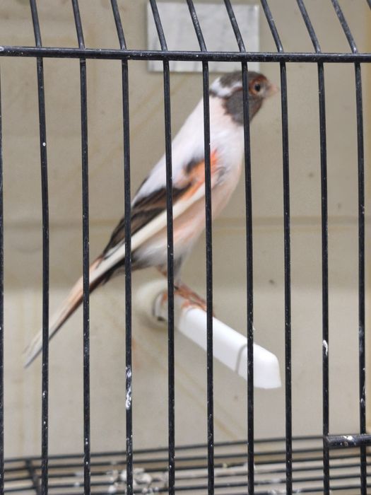 Canários arlequim português