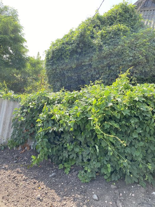 Продам 2 земельні ділянки(ціна за 2 ділянки)