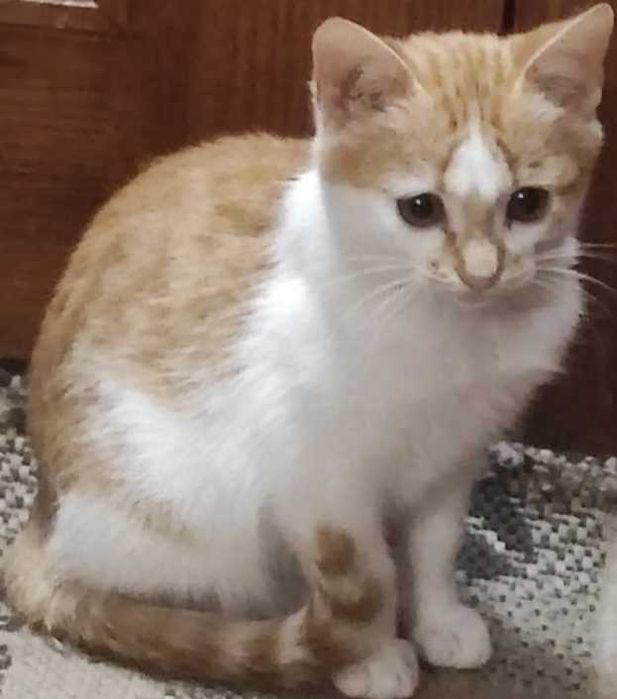 Віддам кошеня-дівчинку