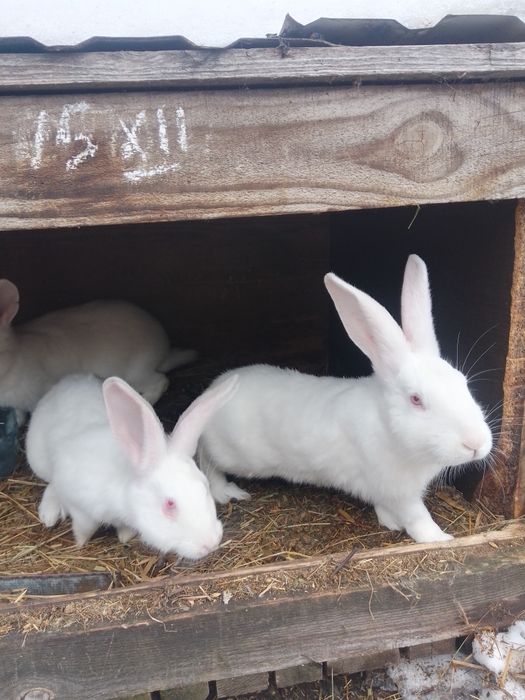 Продам кролики термонці самці та самочки.