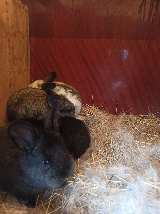 Продам пушистиков (кролики)