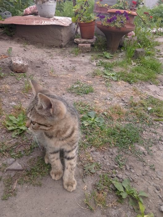 Віддам кошеня,кішечка в добрі руки