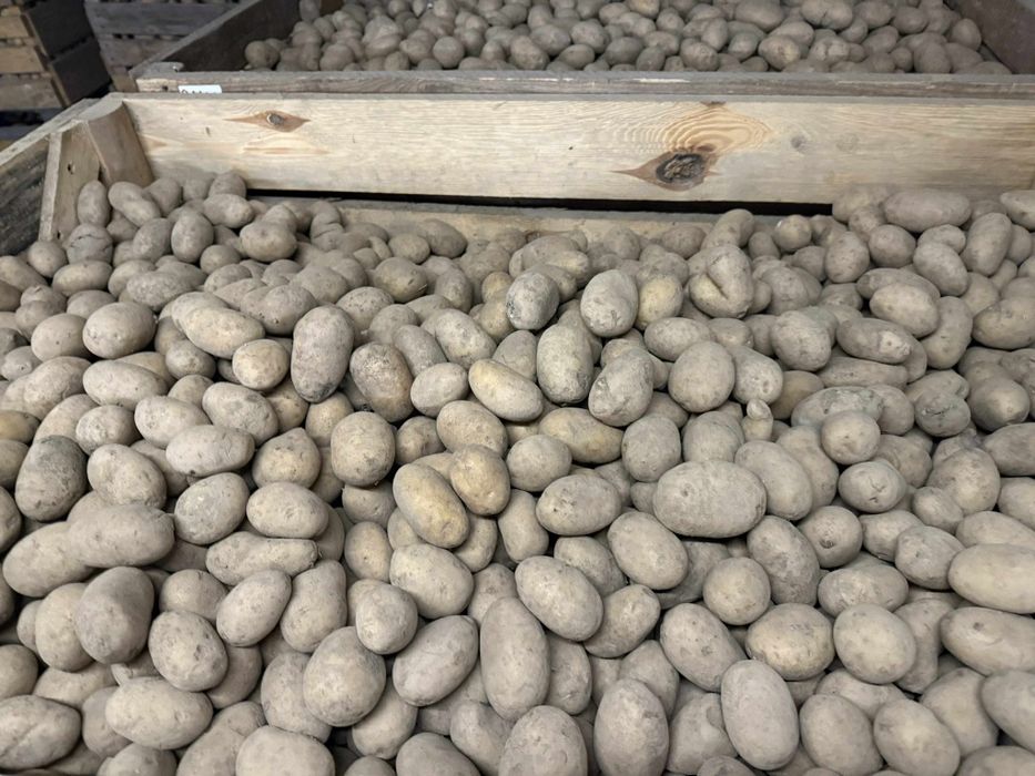 Sprzedam ziemniaki wielkości sadzeniaka