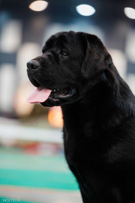 Labrador Retriever (FCI)
