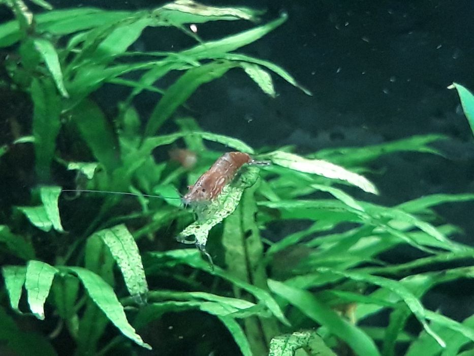 Krewetki redcherry