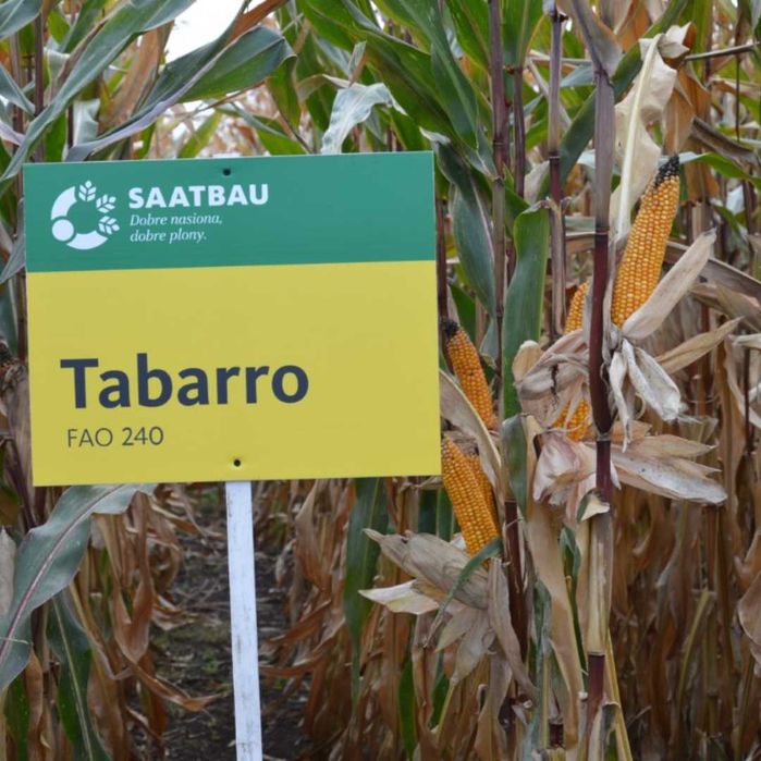 Kukurydza TABARRO Zap. Optiplusem
