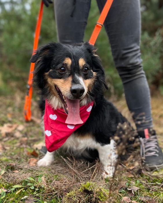 Klusio - krótkołapki pieseczek ideał do adopcji