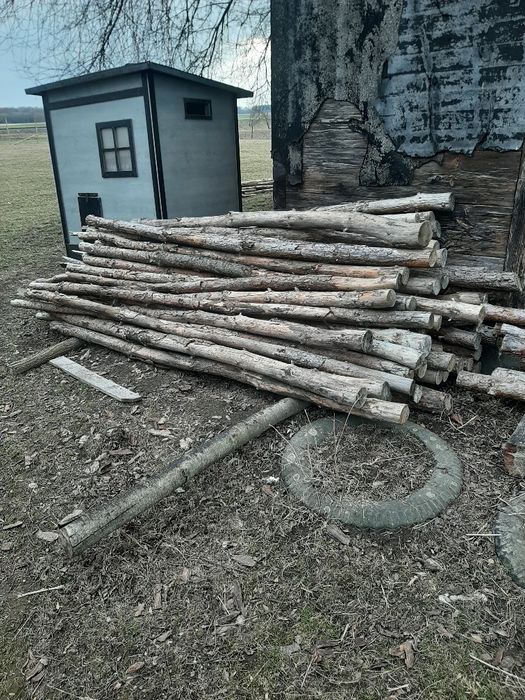 Stręmple drzewa 100 sztuk