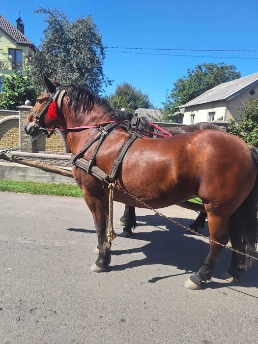 Продам кобилу 6 років