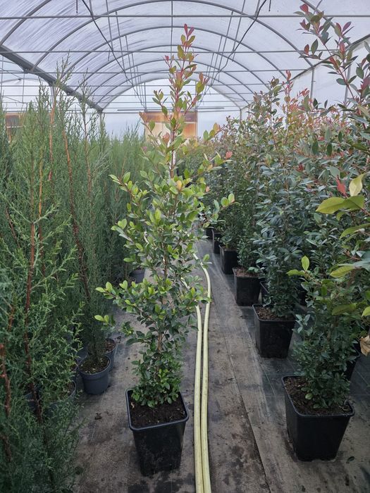 Eugenia newport ornamental