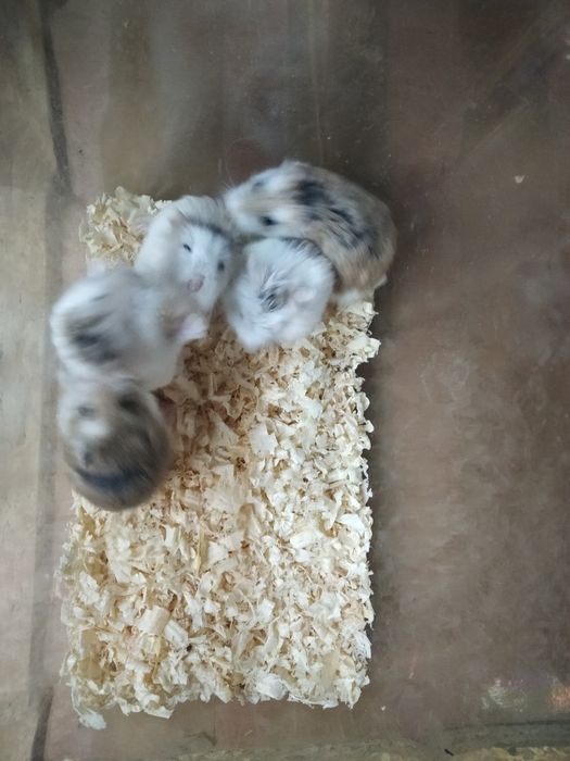 Chomiki Roborowskiego