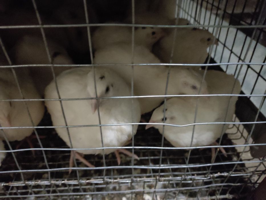 Перепелята  від добових до несучок