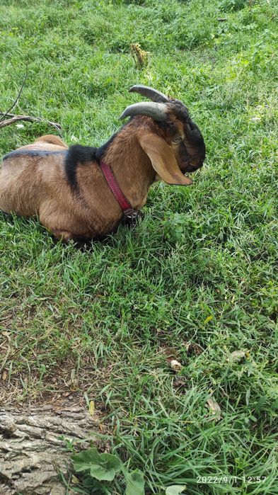 Покриття АНубійським козлом