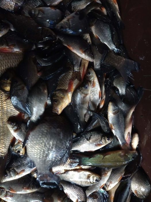Karaś ozdobny koi amur lin tołpyga
