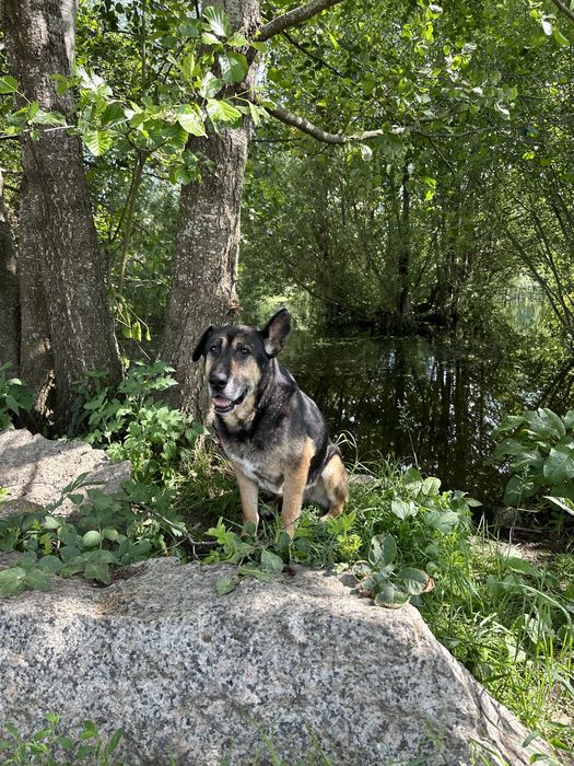 Kos - wyjątkowy pies do adopcji, oddam psa