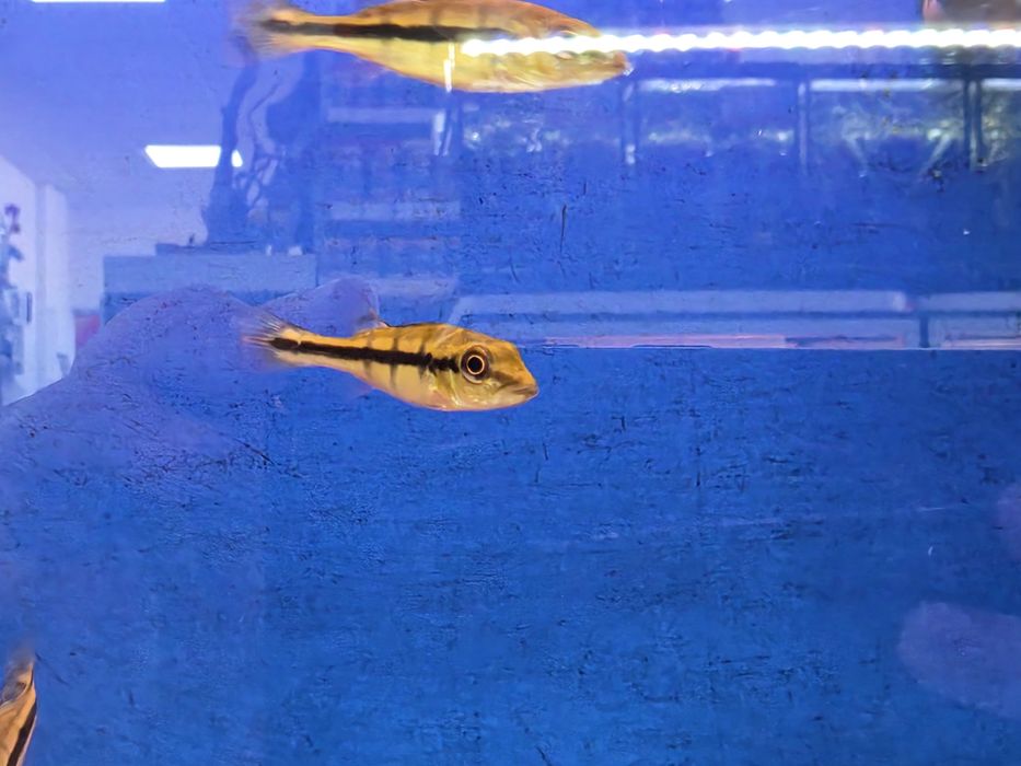 Cichla Pinima (Tucunaré Pinima)
