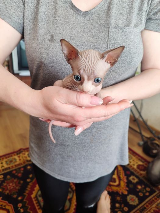 Кошенята сфінкс продаж