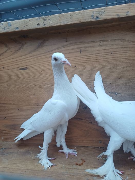 Golebie ozdobne Bociany