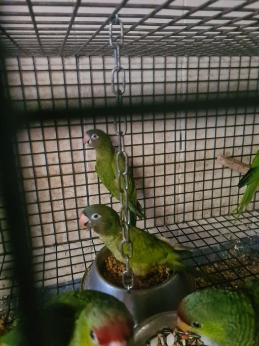 Conures cabeça azul
