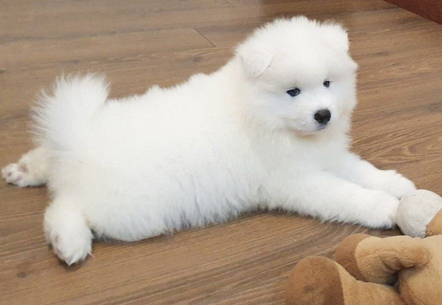 Samoyed piesek gotowy do odbioru