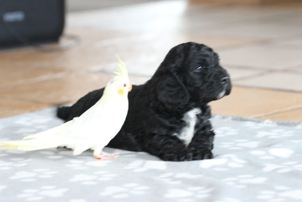 Suczka Springerdoodle doodle / Paszport pudel cockapoo spaniel/