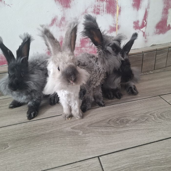 Królik angora młode Gotowe do odbioru