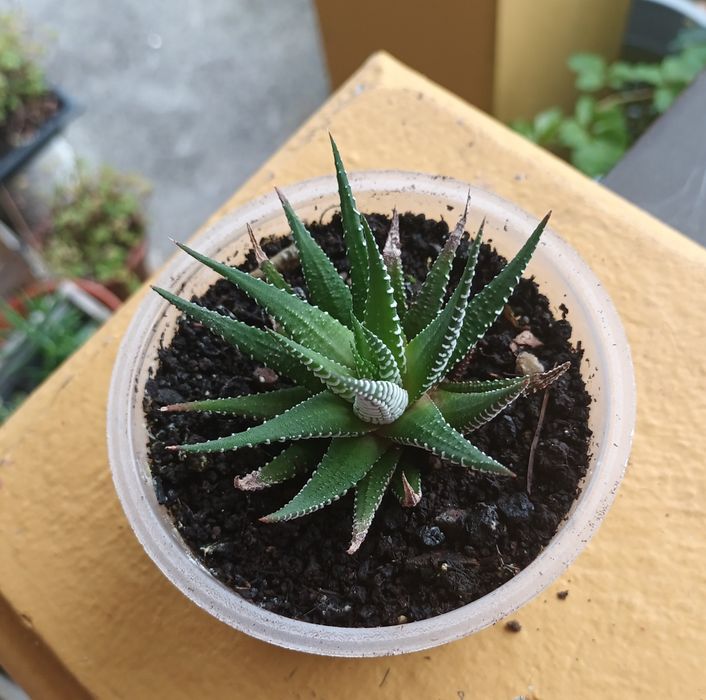 Suculentas primaveris