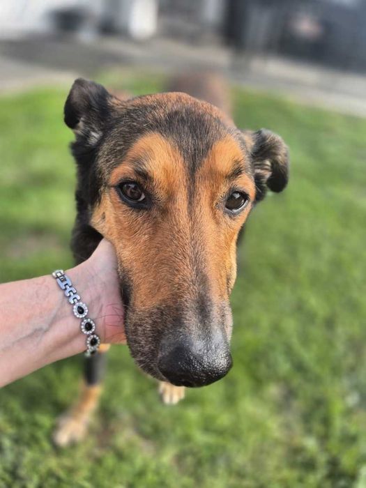 Kajtek super psiak czeka w domu tymczasowym ADOPCJA