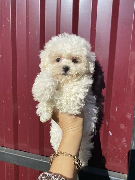 Хлопці та дівчата бішонів