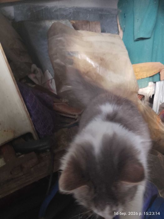 Продам кошенят кішечки