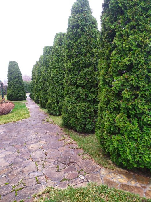 Чистка туй і обрізка дерев Осокорки,Золоче,,Бортничи.