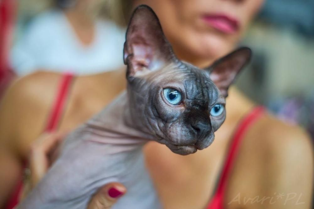 Lipiec ℹ️ Kochany 9x Miziasty maluszek Sphynx Sfinks Wwa / Sosnowiec