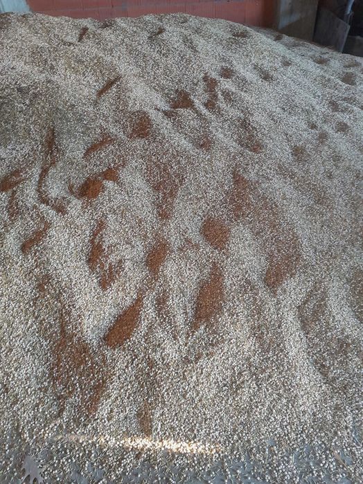 Sprzedam groch pastewny