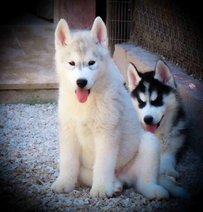 Husky Siberiano c/LOP