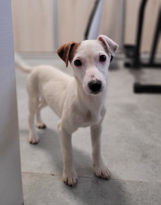 Jack Russell Terrier Szczeniak  Biało Brązowa Suczka