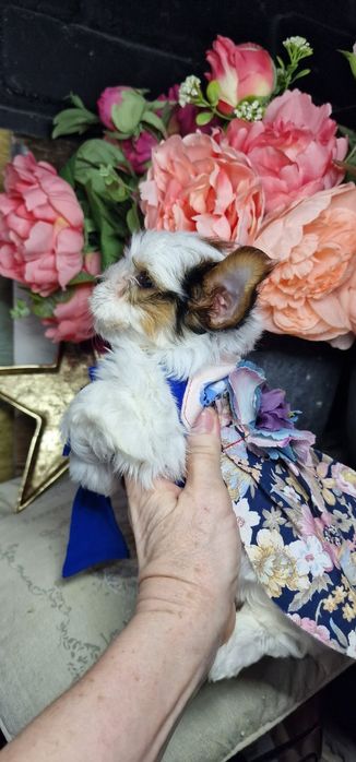 Гарнюсяя дівчинка біверйорка