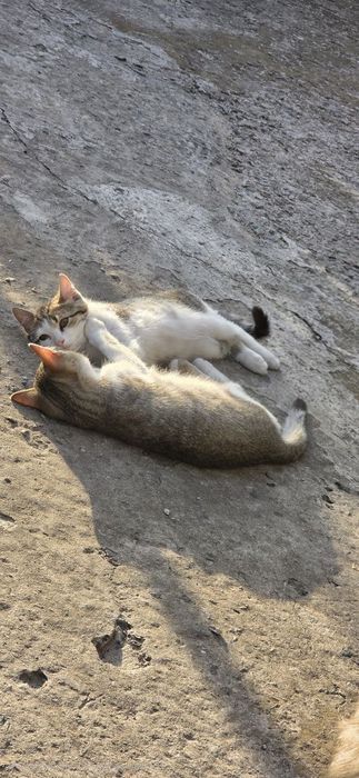 Отдам котят в добрые руки!