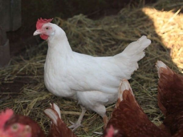 Кури Ломан Сенді 4,5 міс