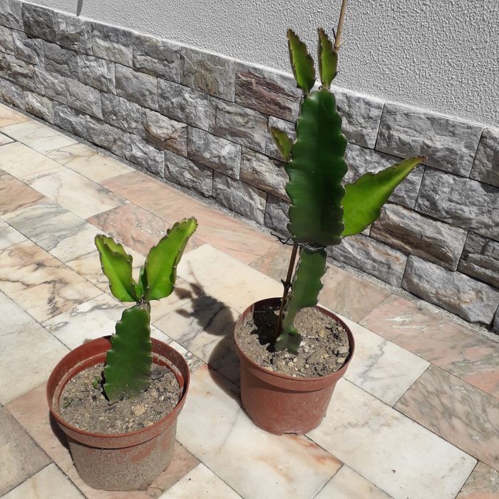 Planta Pitaya variada