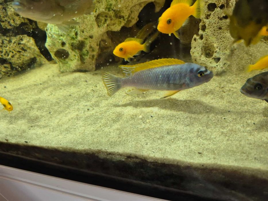 Pyszczaki samce wysmukły Thumbi West, złocisty Auratus, pyszczak, Malawi