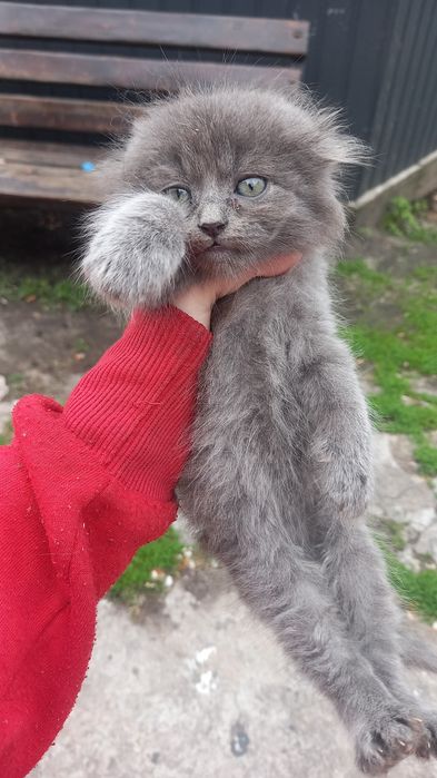 Кошеня дівчинка висловуха